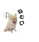 毎日使えるポメラニアンのララちゃん（個別スタンプ：10）