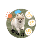 毎日使えるポメラニアンのララちゃん（個別スタンプ：12）