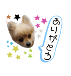 毎日使えるポメラニアンのララちゃん（個別スタンプ：13）