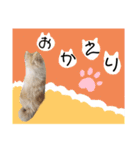 毎日使えるポメラニアンのララちゃん（個別スタンプ：15）
