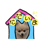 毎日使えるポメラニアンのララちゃん（個別スタンプ：16）