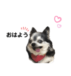 チワワの華ちゃん（個別スタンプ：1）