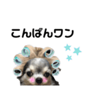 チワワの華ちゃん（個別スタンプ：3）