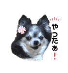 チワワの華ちゃん（個別スタンプ：6）