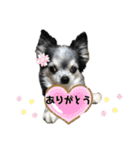チワワの華ちゃん（個別スタンプ：20）