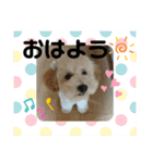 トイプーソラちゃんMIXレオ君スタンプ（個別スタンプ：1）