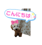 トイプーソラちゃんMIXレオ君スタンプ（個別スタンプ：2）