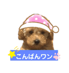 トイプーソラちゃんMIXレオ君スタンプ（個別スタンプ：3）