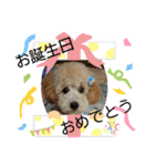 トイプーソラちゃんMIXレオ君スタンプ（個別スタンプ：21）
