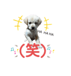 トイプーソラちゃんMIXレオ君スタンプ（個別スタンプ：22）