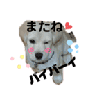 トイプーソラちゃんMIXレオ君スタンプ（個別スタンプ：24）