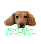 いつの写真？スタンプ（個別スタンプ：11）