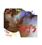 にゃんばシリーズ（個別スタンプ：5）