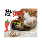 にゃんばシリーズ（個別スタンプ：7）