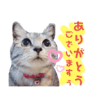 我が家の子分が申す（個別スタンプ：1）
