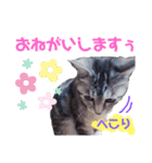 我が家の子分が申す（個別スタンプ：2）