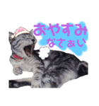 我が家の子分が申す（個別スタンプ：4）