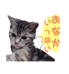 我が家の子分が申す（個別スタンプ：7）