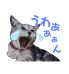 我が家の子分が申す（個別スタンプ：9）