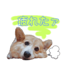 我が家の子分が申す（個別スタンプ：11）