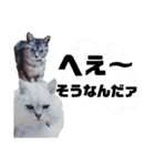 我が家の子分が申す（個別スタンプ：14）