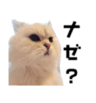 我が家の子分が申す（個別スタンプ：16）