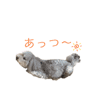 我が家のもふもふ④（個別スタンプ：1）