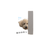 我が家のもふもふ④（個別スタンプ：21）