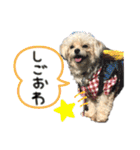 チワプーみるくのスタンプPart2（個別スタンプ：2）