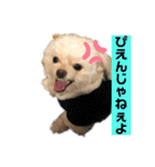 チワプーみるくのスタンプPart2（個別スタンプ：12）