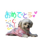 チワプーみるくのスタンプPart2（個別スタンプ：25）