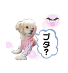 チワプーみるくのスタンプPart2（個別スタンプ：39）