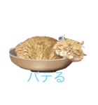 キンカローのはんぺん2（個別スタンプ：1）
