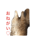 キンカローのはんぺん2（個別スタンプ：3）
