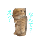 キンカローのはんぺん2（個別スタンプ：5）
