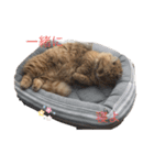 キンカローのはんぺん2（個別スタンプ：6）