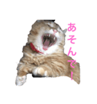 キンカローのはんぺん2（個別スタンプ：8）