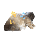 キンカローのはんぺん2（個別スタンプ：10）