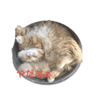 キンカローのはんぺん2（個別スタンプ：13）