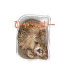 キンカローのはんぺん2（個別スタンプ：15）