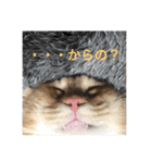 キンカローのはんぺん2（個別スタンプ：16）