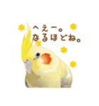 もっと、も〜っと、トリもっと！（個別スタンプ：1）