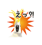 もっと、も〜っと、トリもっと！（個別スタンプ：5）