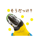 もっと、も〜っと、トリもっと！（個別スタンプ：8）
