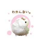 もっと、も〜っと、トリもっと！（個別スタンプ：19）