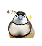 もっと、も〜っと、トリもっと！（個別スタンプ：24）