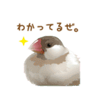 もっと、も〜っと、トリもっと！（個別スタンプ：26）
