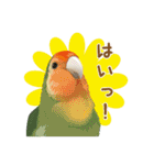 もっと、も〜っと、トリもっと！（個別スタンプ：29）