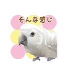 もっと、も〜っと、トリもっと！（個別スタンプ：31）