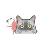 日常！表情豊かなねこたち（個別スタンプ：8）